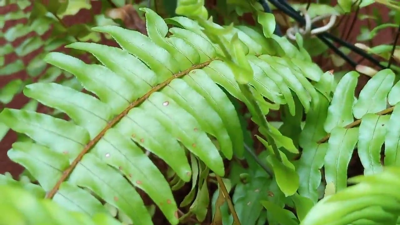 #Samambaia Paulistinha, vejam como soltou muda. Natureza linda.