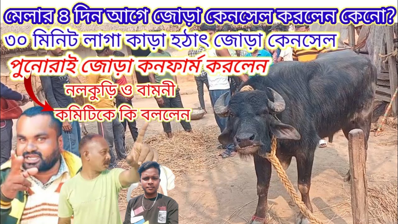 লাগনী কাড়ার জোড়া কেনসেল? কেনসেল করার পর আবার জোড়া কনফার্ম । নলকুড়ি মেলা কমিটিকে কি বললেন।