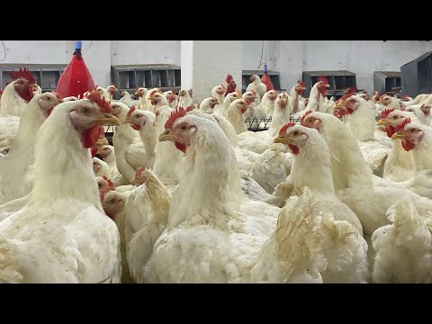 فراخ تسمين إيفيان أبواليزيد الموافى للدواجن ب أعلي معدل تحويل