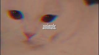 Animals-Maroon 5 (slowed reverb)