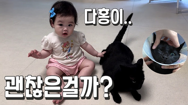 [박수홍 행복해다홍] 6살된 다홍이.. 건강검진 결과 | 8개월 아기 재이 | 동물병원 방문 | 육묘일기 | 육아일기 |