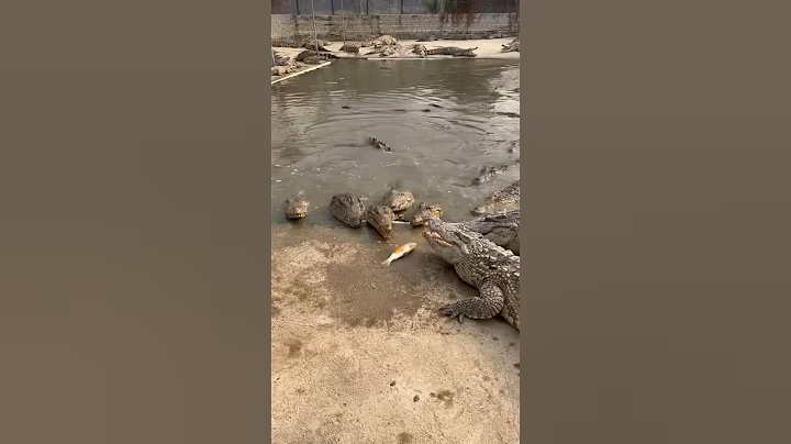 Working every day ! You need this job , Feeding to crocodile at farm #crocodile #short EP24