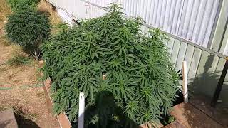 2019 Outdoor Cannabis grow tips. Ep25