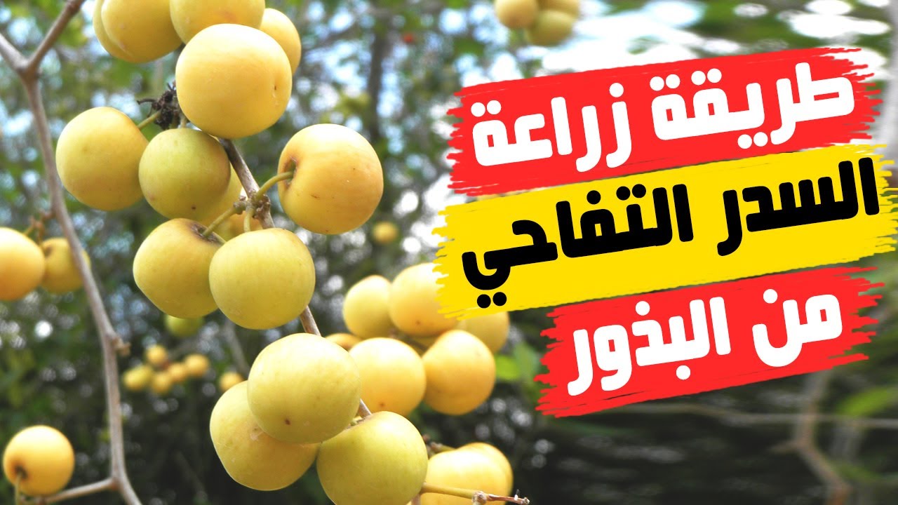 زراعة السدر التفاحى من البذرة