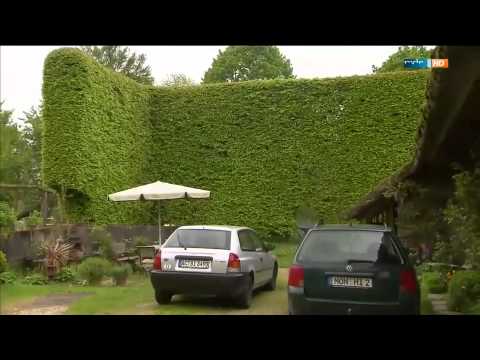 Video: Wie weit von einem Zaun entfernt sollte ich Leyland-Zypresse pflanzen?
