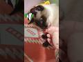 #siamese #cat #cutecat #catsnacks #petsnacks #pet #thqicat #catlife #catlove #kitty #kot #мачка