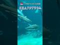 半端ねぇ~サメ|シンガポール🇸🇬SEAアクアリウム#シンガポール