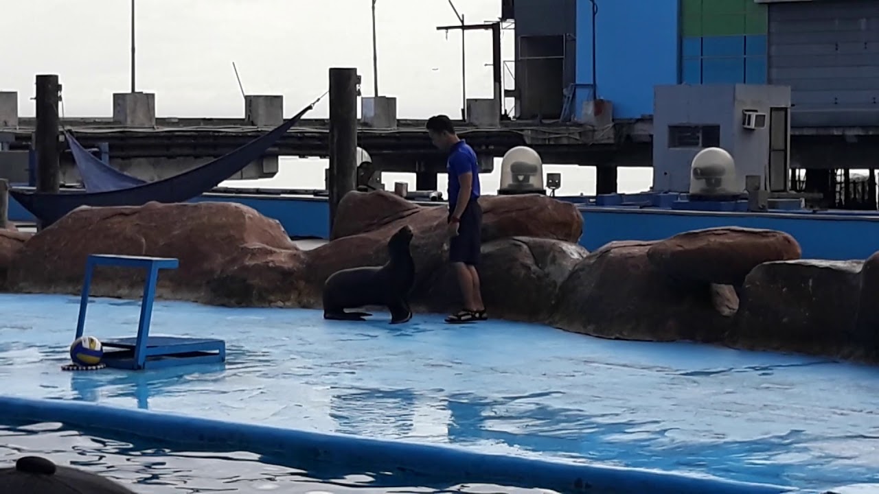 Manila Ocean Park dolphin show OLSA Fieldtrip 2017 YouTube