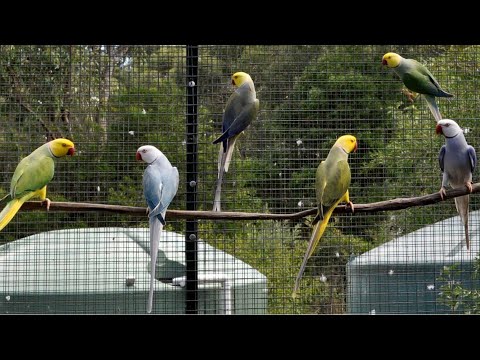 View of Talking ringneck parrots colony in a best cage setup - YouTube