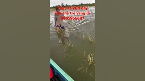 Thực tế 20d thả trê vàng trắng trên đồng chống cá lóc chuối lh 0365966687