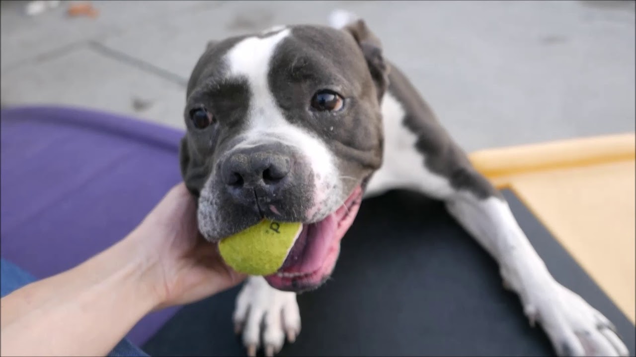 JCole - A1126267 - Brooklyn ACC camera iphone 8 plus apk