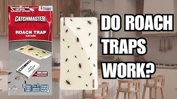 Do Cockroach Glue Traps Really Work?