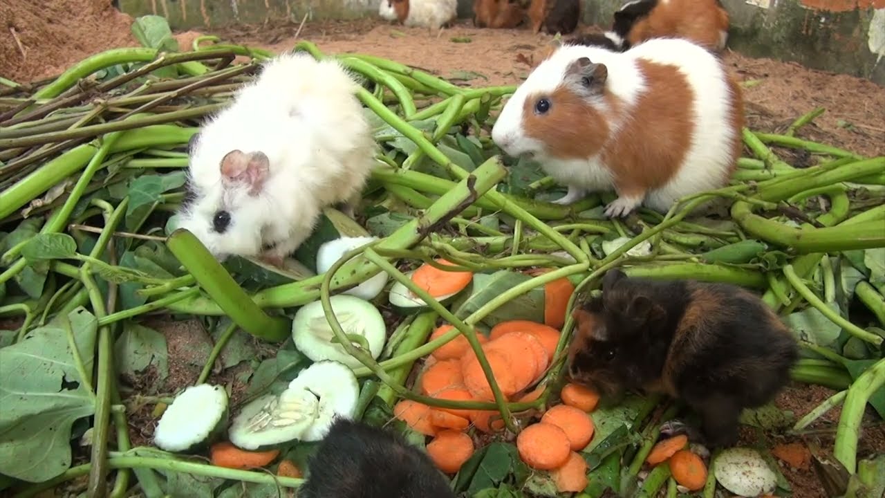 Guinea Pig Morning Cam February 03 2026
