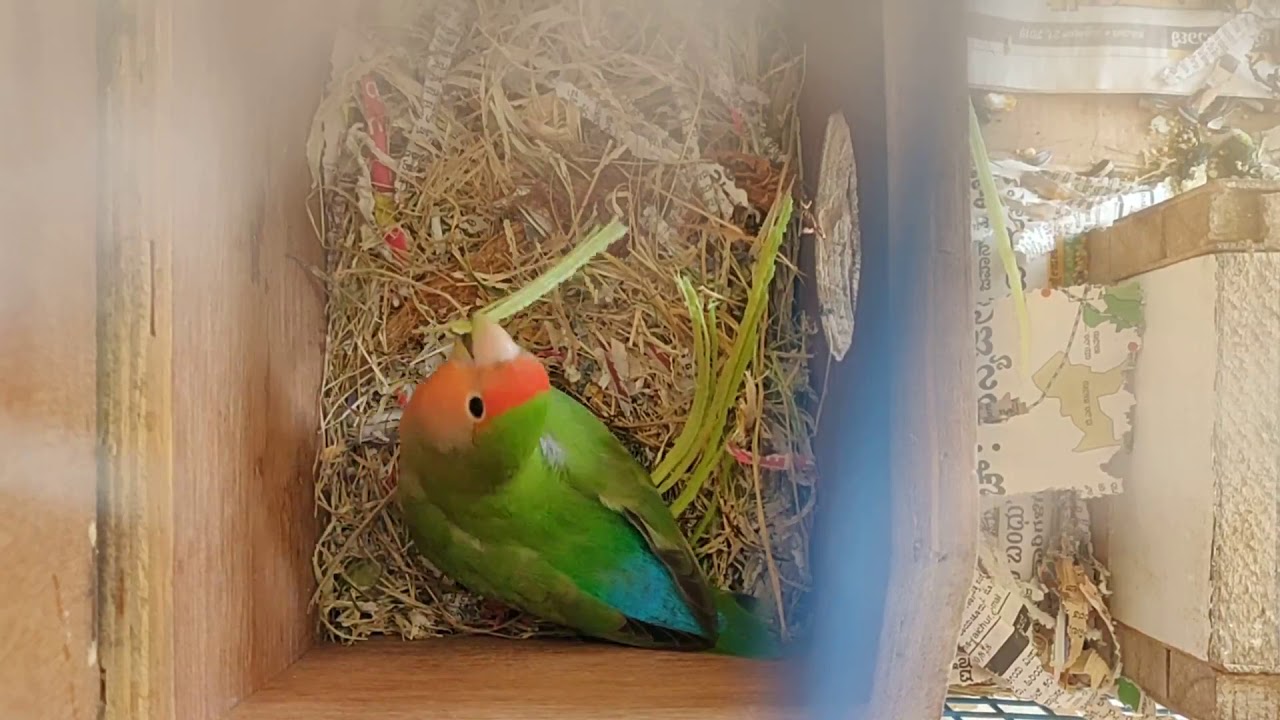 African Love Birds Nest building skills and the Fashion