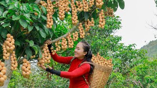 Harvest Burmese grape and bring them to the market sell - cooking| Emma Daily Life