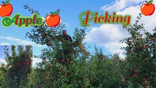 Apple picking up state NY camping and cooking on the farm