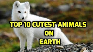 Top 10 Cutest Animals on Earth || Beautiful but Surprisingly Dangerous Animals