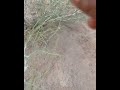 فوائد نبات الأرطى أبو شهاب الشراري