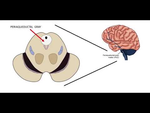 The biology of aggression