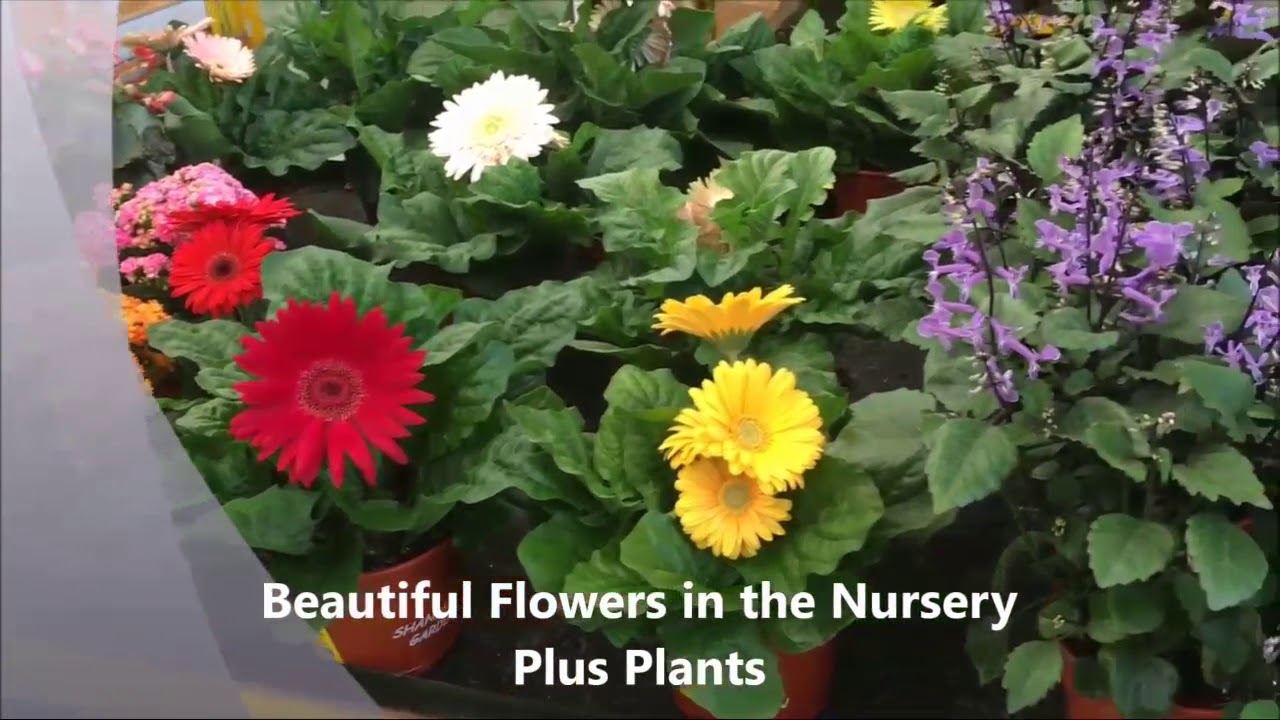 Nursery Visit Gerbera Daisy & African violets with Beautiful Roses