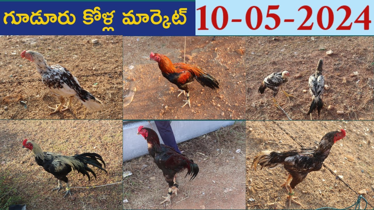 Gudur kolla market today : 10-05-2024 | gudur natukolla market #aseel #berasa #punjulu #nellore