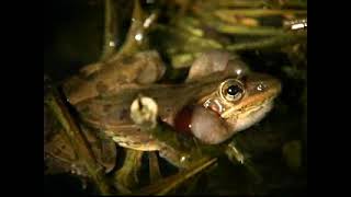 Southern Leopard Frog Call - Rana Sphenocephala