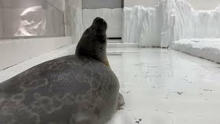 【海遊館】最近のミゾレ by 大阪・海遊館 Osaka Aquarium Kaiyukan 34,108 views 1 year ago 29 seconds