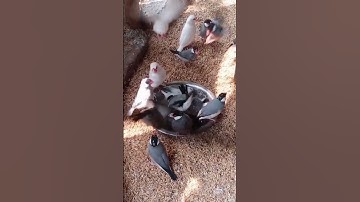 Java bird bathing video
