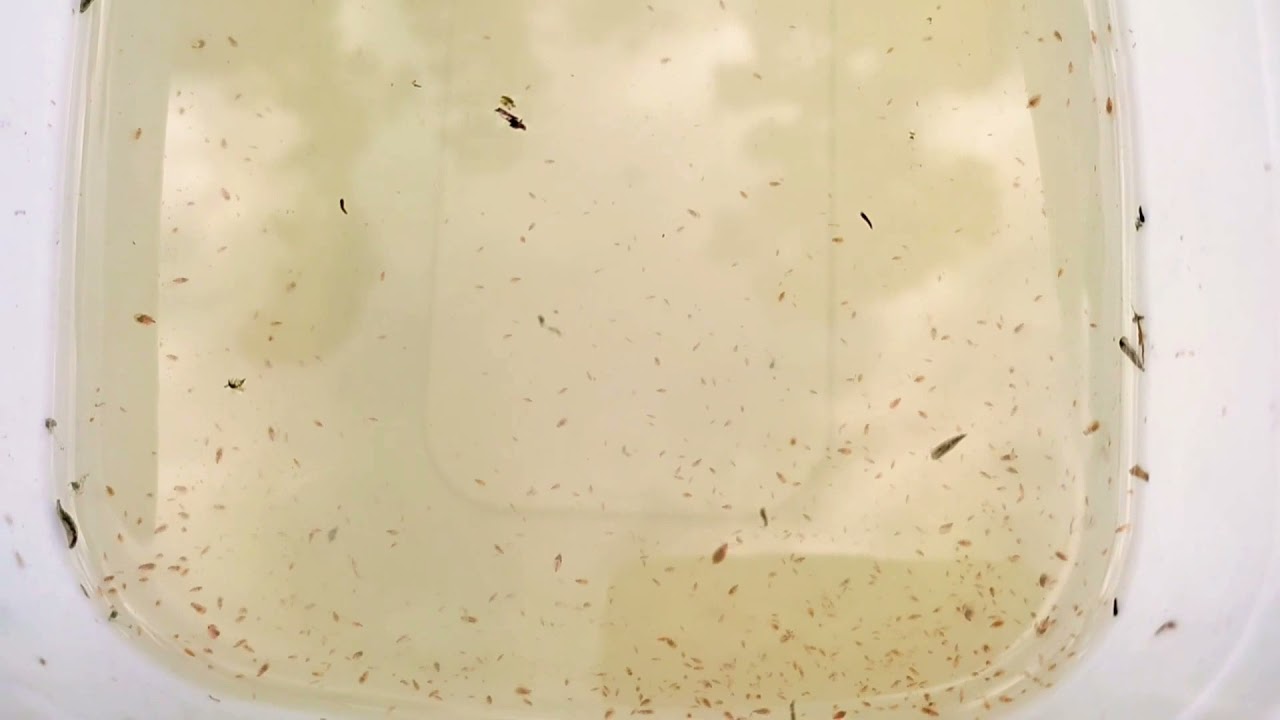 Dáfnia (Produção e manejo)