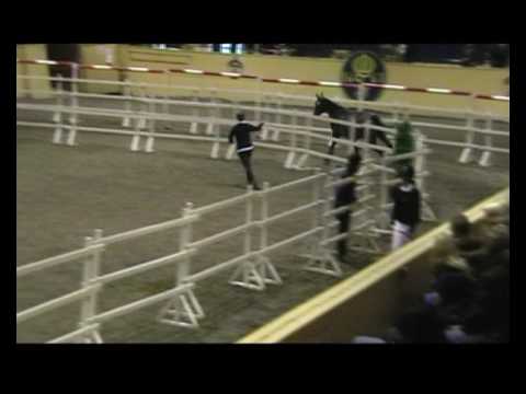 Diana Fortuna, Flyinge Okt 2009 0001