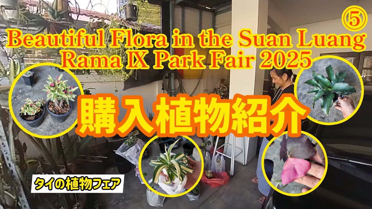 【タイの植物フェア】⑸Rama9公園、大植物フェア 2025／Beautiful Flora in the Suan Luang Rama Ⅸ Park Fair 2025 購入植物紹介編