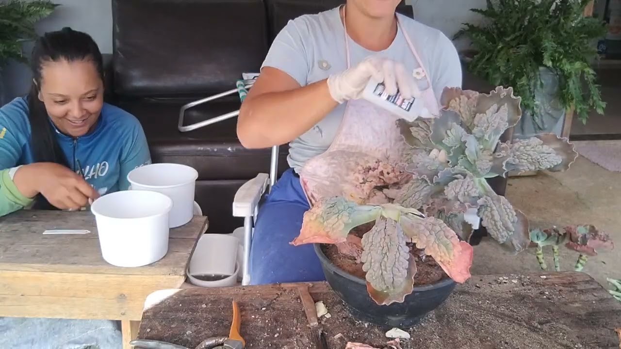 Parte 4 podas das gibifloras e suas ids