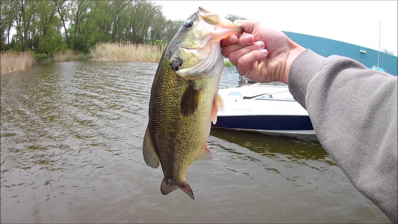 BASS & PIKE fishing at a LOCAL MARINA YouTube