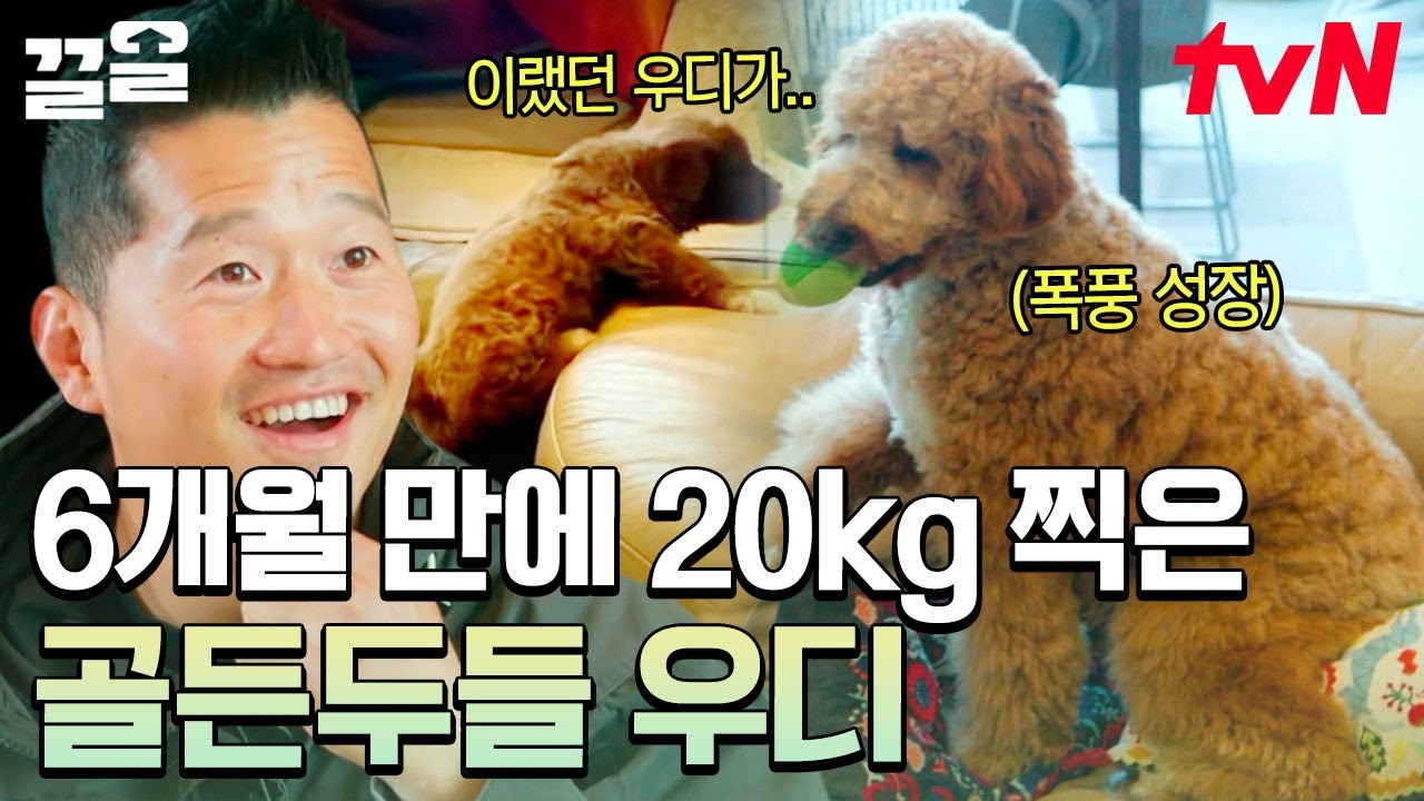 [#고독한훈련사] 알고리즘이 만나게 한(?) 골든두들🐶 어머니가 빵-💥 하면? 냅다 드러눕는 우디😆 왕 크니까? 왕 귀엽다!