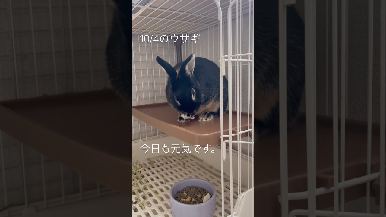 10/4のウサギ - YouTube