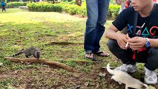 Musang Rase Musang Pandan Dan Musang Akar Bersahabat