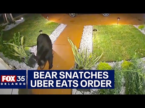 Bear steals Uber Eats order off Florida family’s front porch minutes after delivery