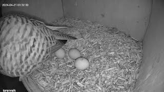 Kestrel nestbox highlights 10: kestrel lays its third egg at night!