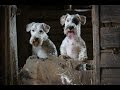 Ratting With The Working Sealyham Terrier Club の動画、YouTube動画。