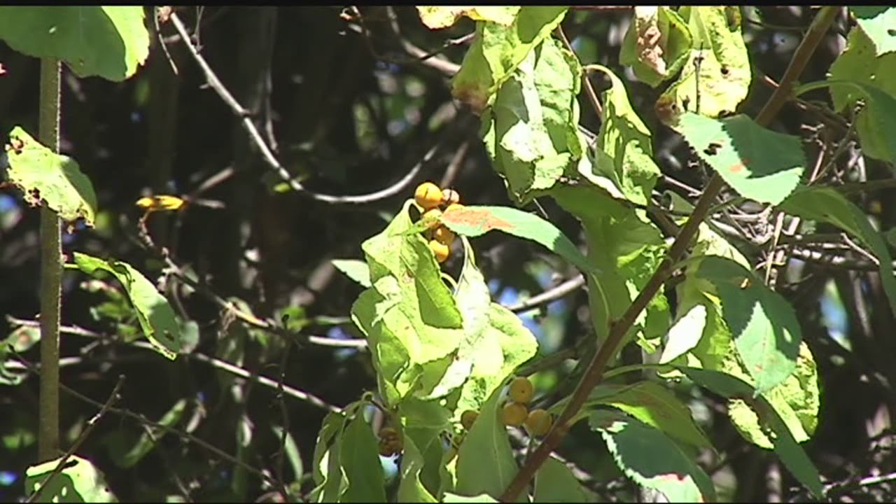 Bittersweet taking over native plants in western Massachusetts YouTube