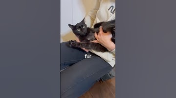 Rescuing A Stray Kitten