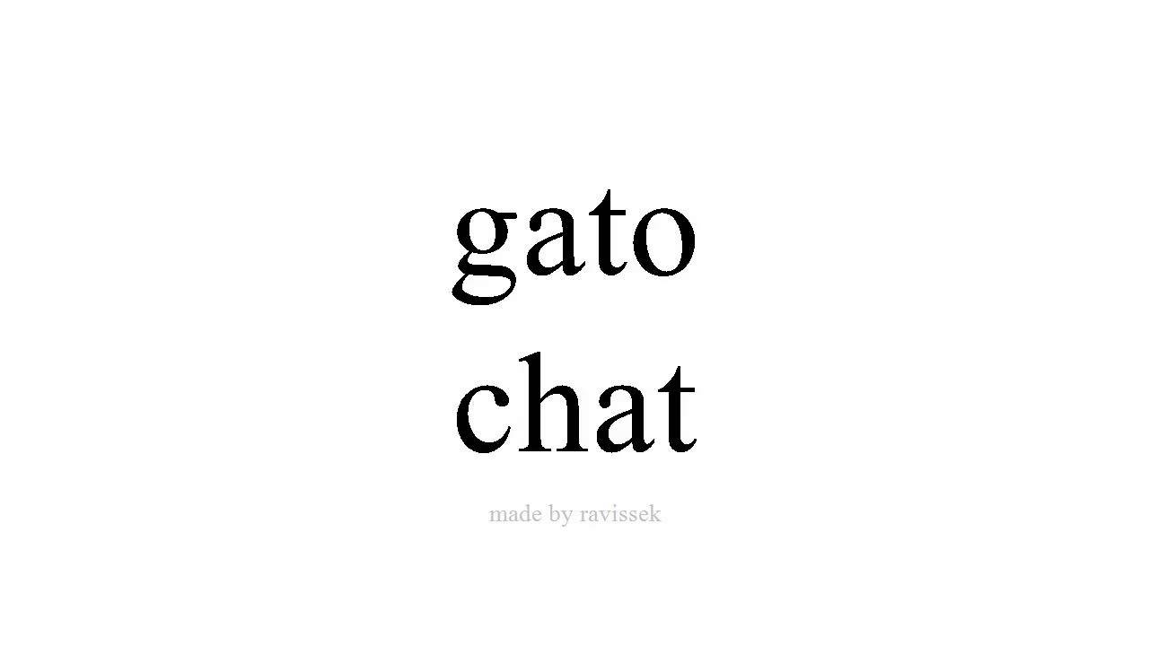 Apprendre L Espagnol Chat Youtube