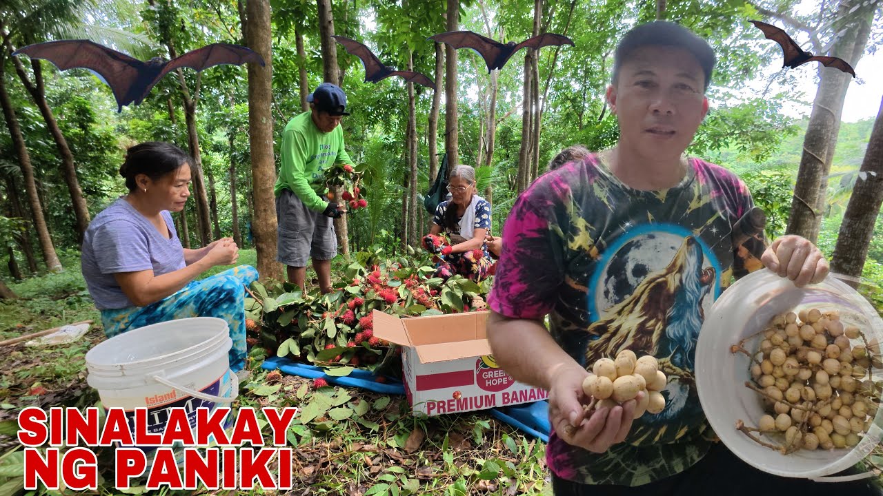 NASALAKAY NG PANIKI ANG AKING LANSONES AT RAMBUTAN | Biyaherong Batangueno