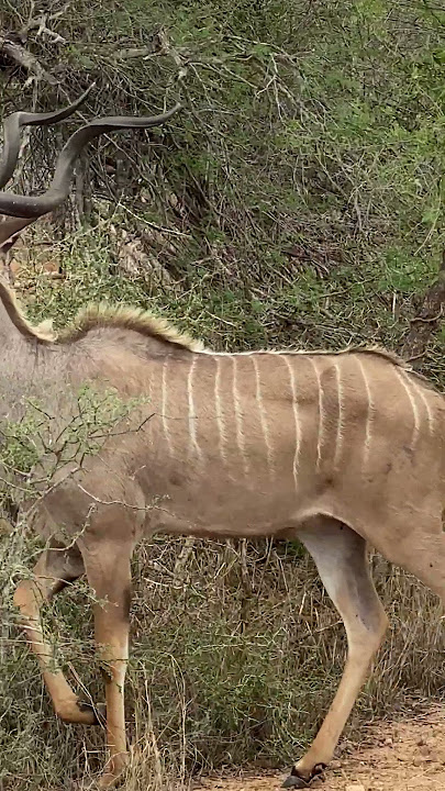 Kudu Bull Showing Off His Horns  #safari #wildlife #krugernationalpark #kudu