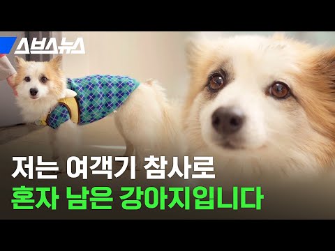 참사로 가족 다 잃은 반려견 푸딩이 직접 만나봤습니다 / 스브스뉴스