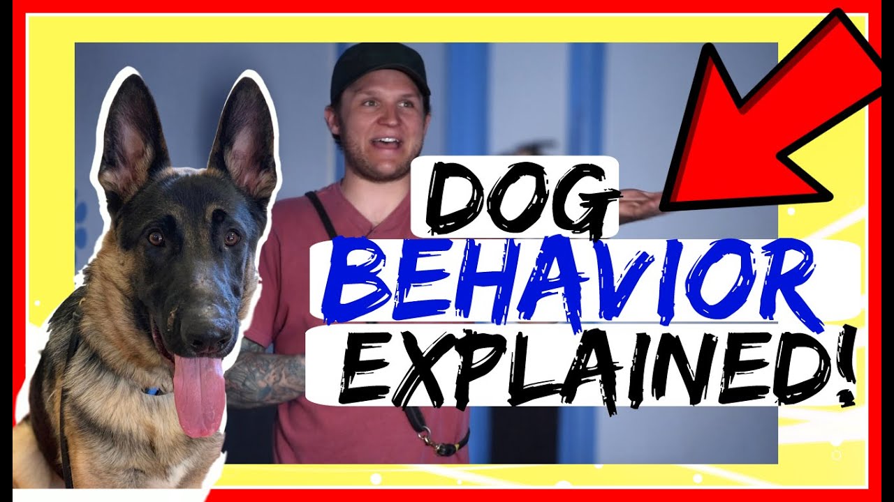 Bad Dog or Bad Owner? What does my dog need? Dog Behavior Explained