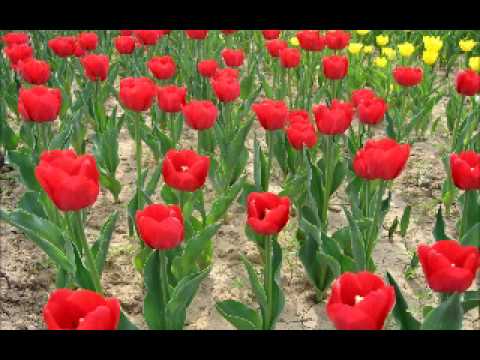 Angheluta - Un tigan canta odata