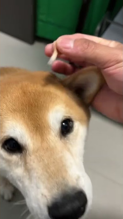 Pulling out loose Shiba floof