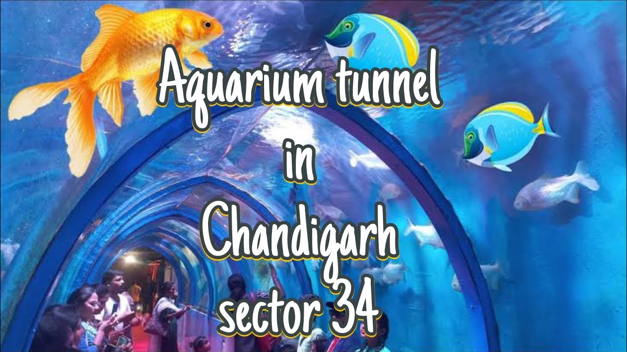 Aquarium tunnel in Chandigarh, Underwater fish tunnel ,location 🚩