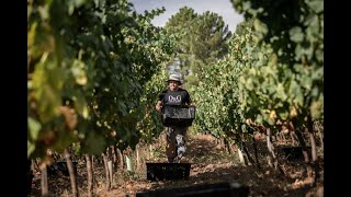 Empieza al vendimia en Valdeorras